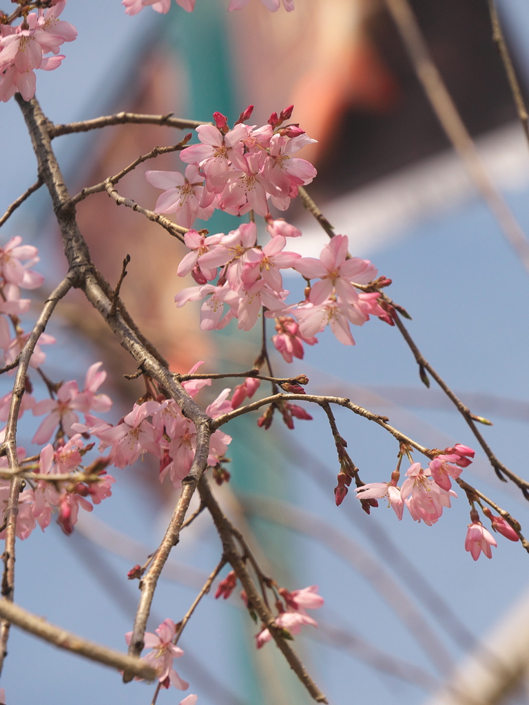 枝垂れ桜