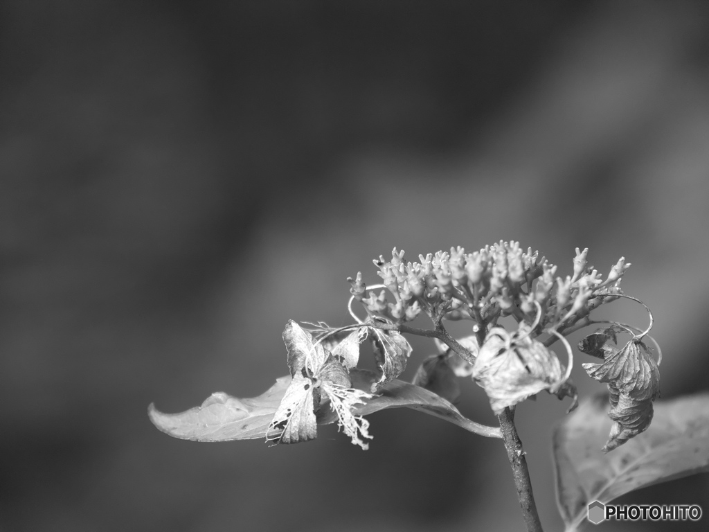 枯れた紫陽花