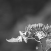 枯れた紫陽花