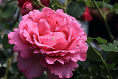 薔薇（パブ・ロック）