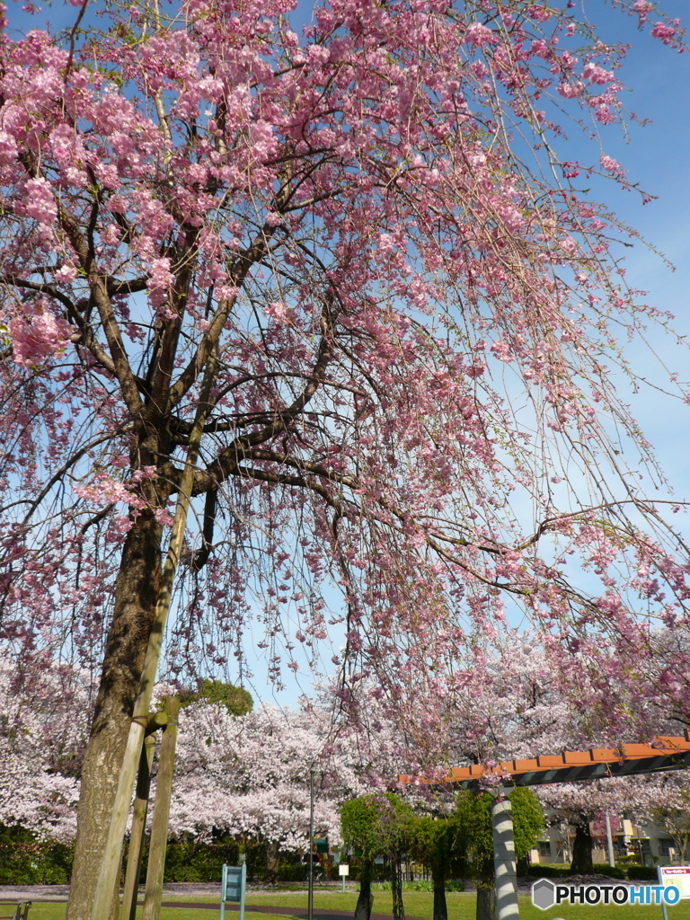 花畑公園の桜2