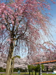 花畑公園の桜2