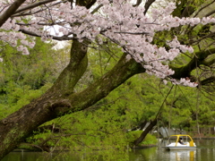 石神井公園の桜2
