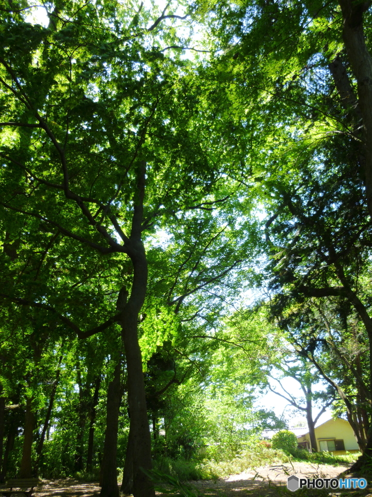 新緑の石神井公園(2016年)1
