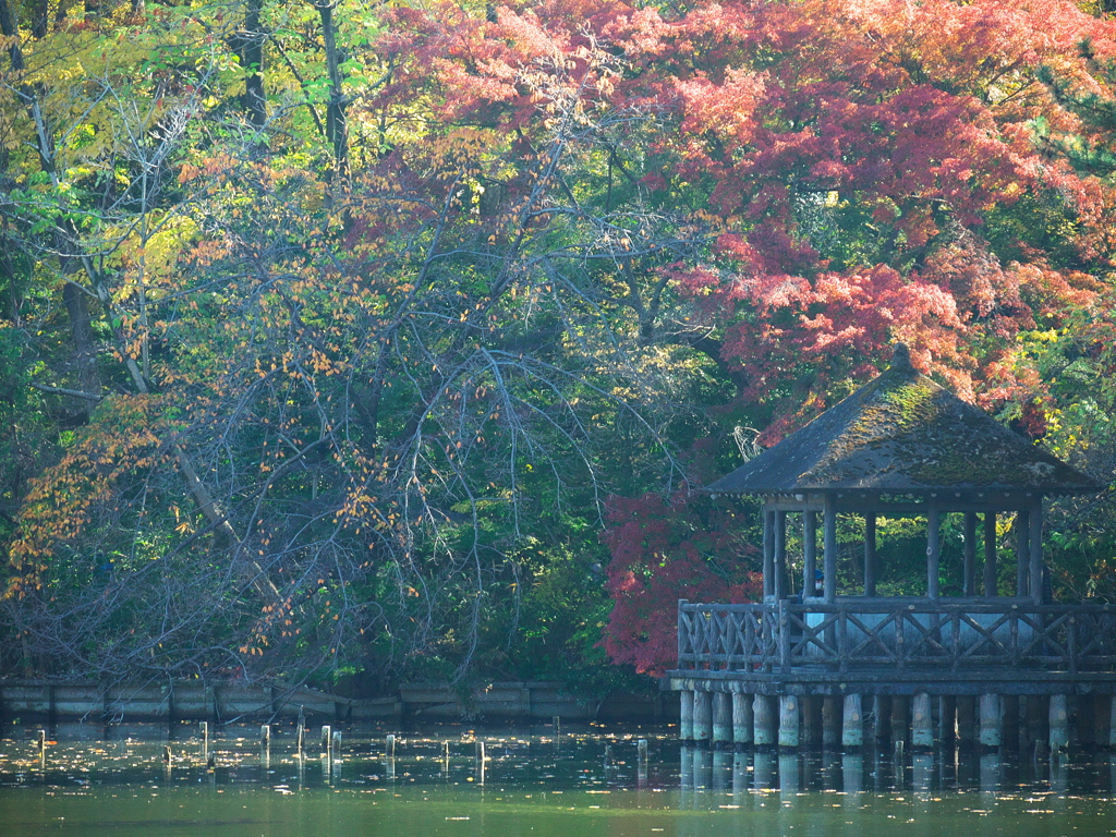東屋と紅葉