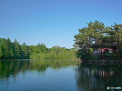 三宝寺池の新緑