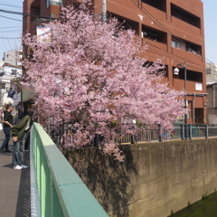 妙正寺川の小彼岸桜
