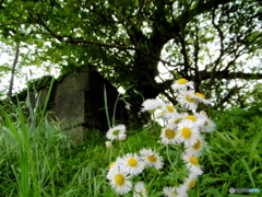新緑の外濠公園7
