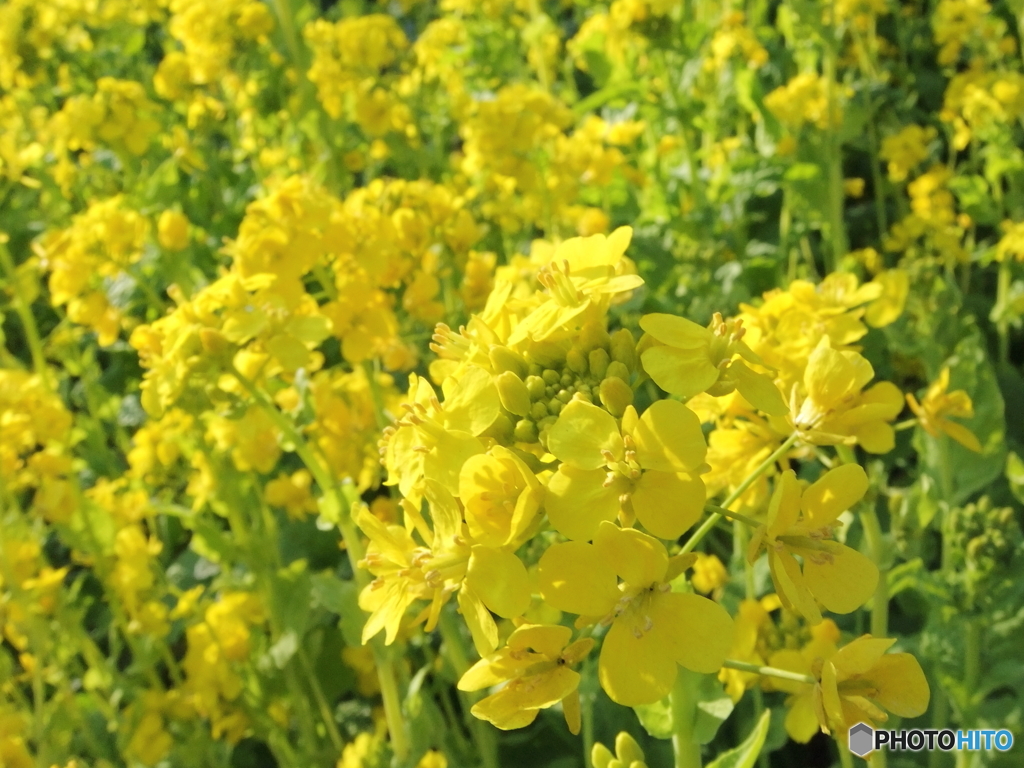 石神井公園に咲く菜の花1