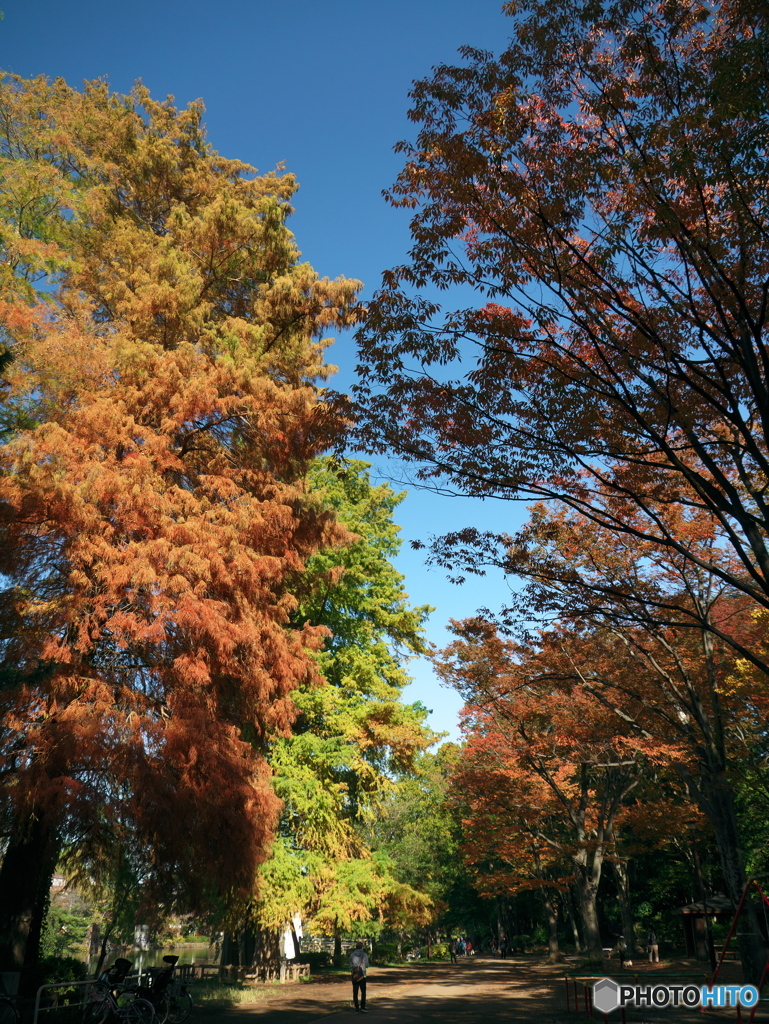 石神井公園の紅葉