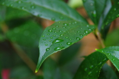 雨上がりの朝