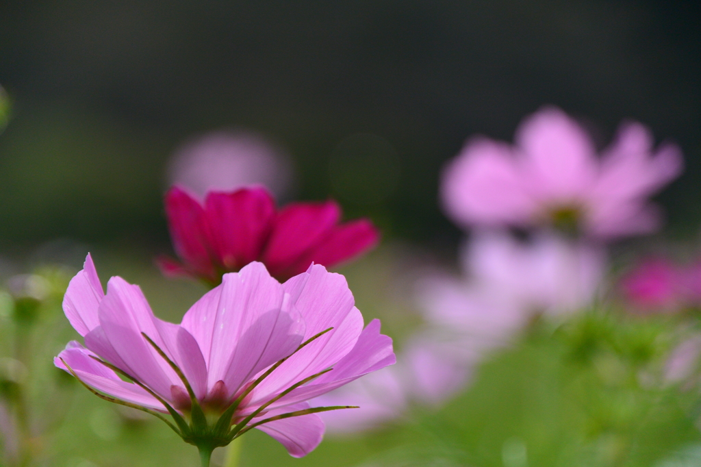 巾着田のコスモスと蕎麦の花1