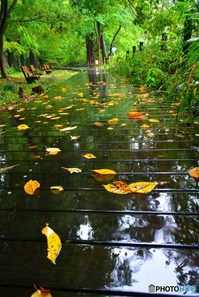 雨の遊歩道に散る落ち葉