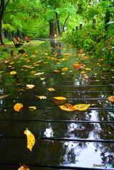 雨の遊歩道に散る落ち葉