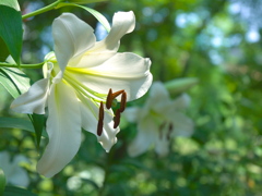 日比谷公園の百合