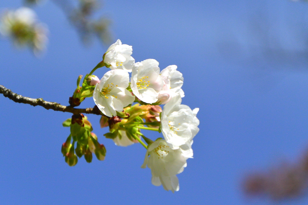 稲荷山公園の桜6