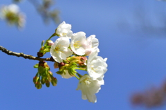 稲荷山公園の桜6