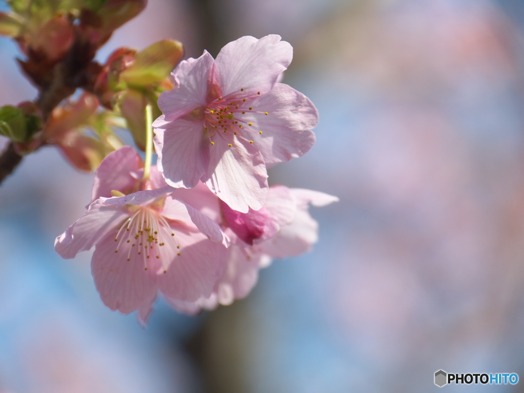 千鳥ヶ淵の桜４