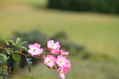新宿御苑の秋薔薇7