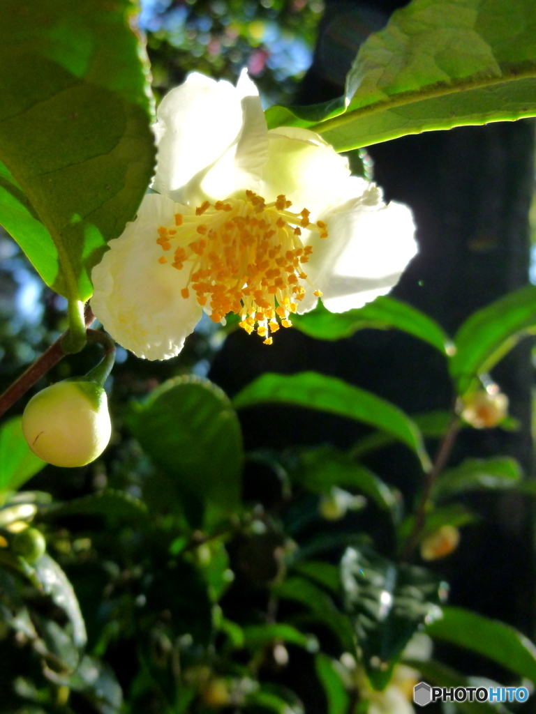 お茶の木の花1