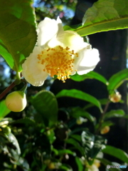お茶の木の花1