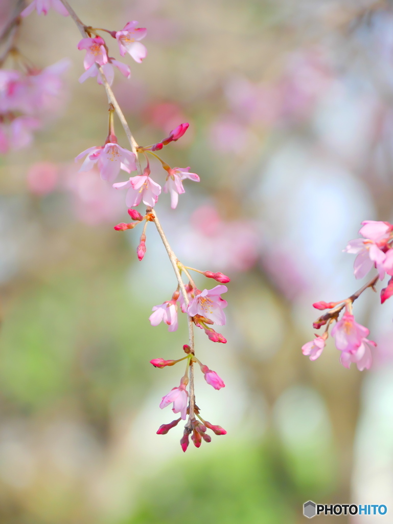まだ五分咲き（枝垂れ桜）