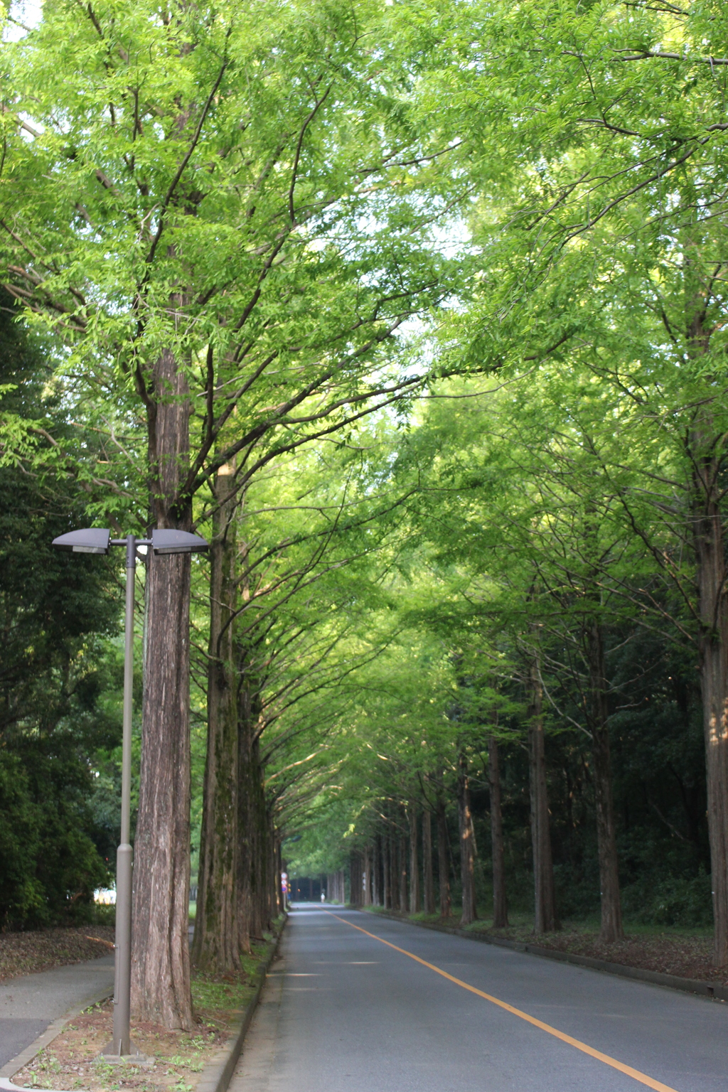 街路樹 4