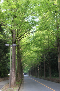 街路樹 4