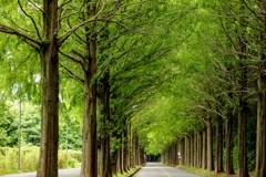 緑のメタセコイア並木道