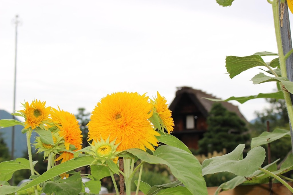 ひまわり（東北八重？）