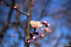 春に向かって