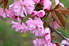 八重桜