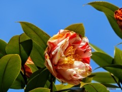 山茶花？　椿？