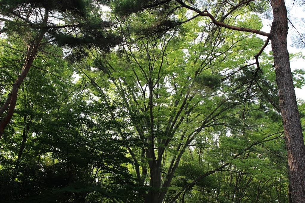 洞峰公園　1