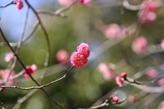 枝の先にも・・・春