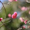 枝の先にも・・・春