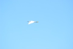 滑空