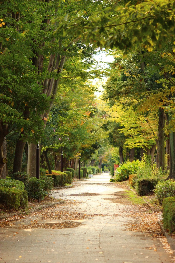 散歩道