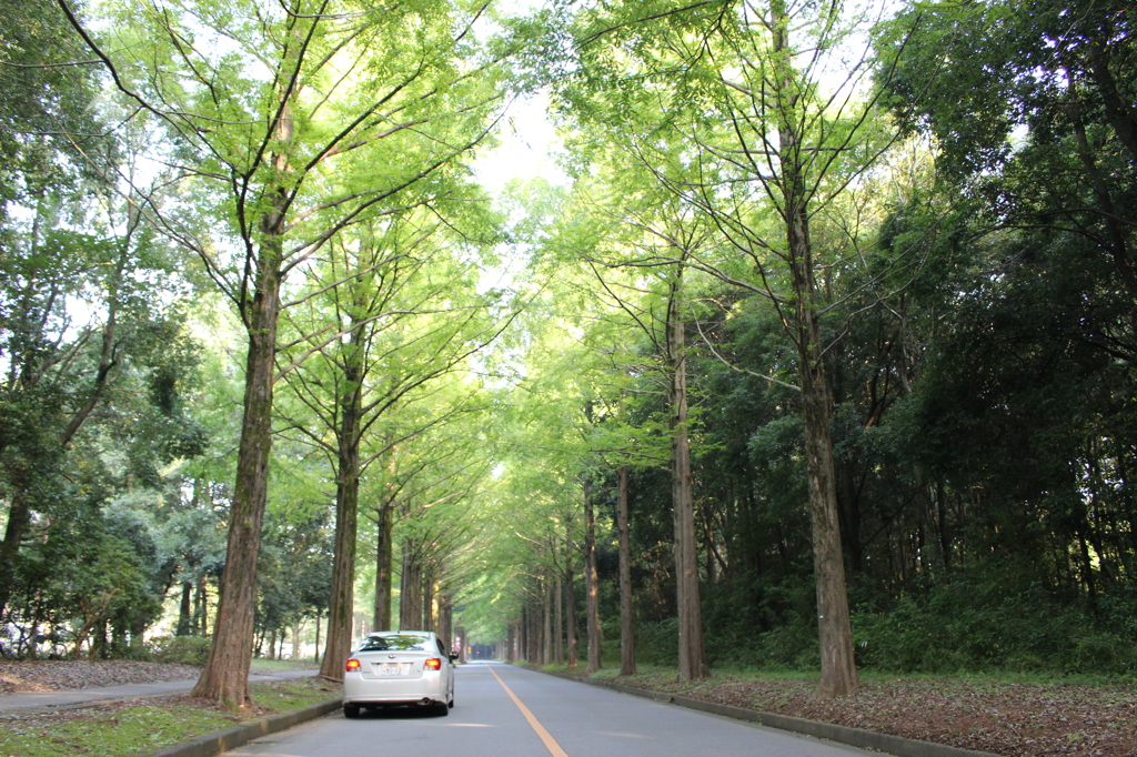 街路樹 3