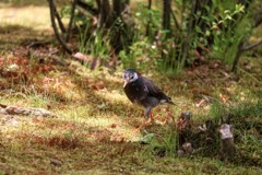 木漏れ日の中