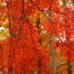 紅葉