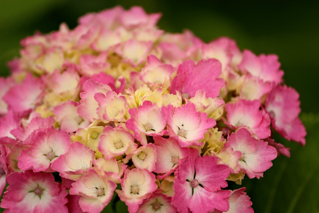 紫陽花