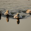 負けないわよ～　水鏡