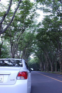 街路樹