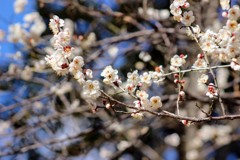 春の香りが