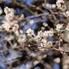 春の香りが