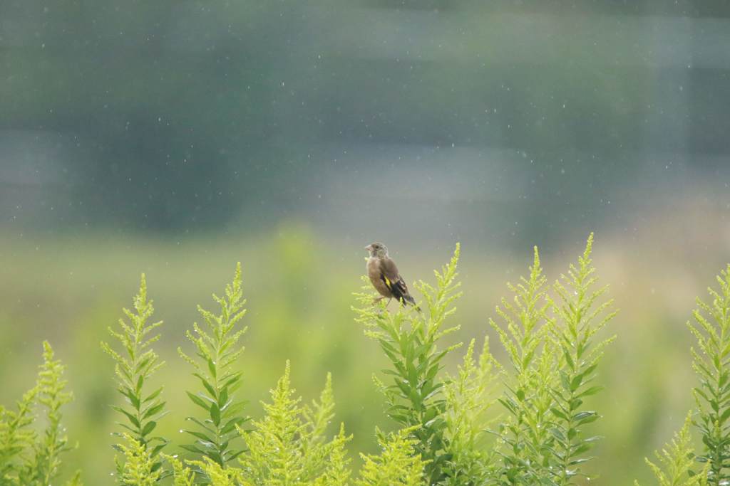 秋雨