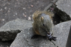 食事中です