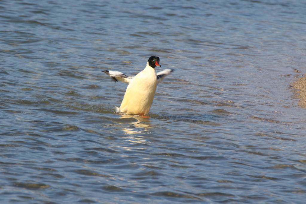 ペンギンではありません