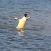 ペンギンではありません